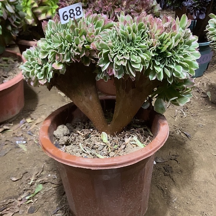 688白凤老庄缀化老板子法师