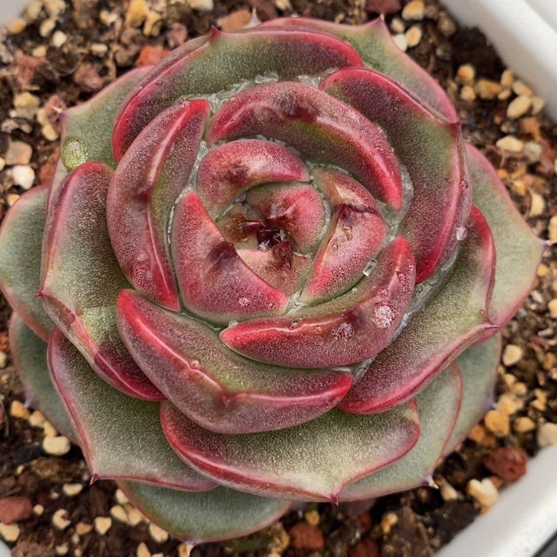 无花朵东云系多肉植物
