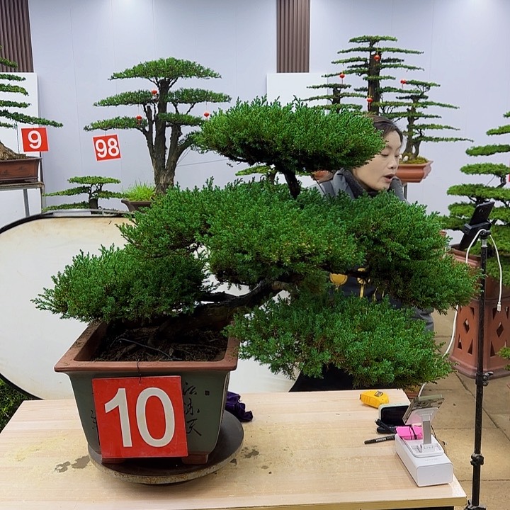 盆景直播间一物一拍