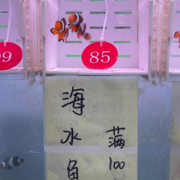 海水鱼精品达芬奇2条3.5-4