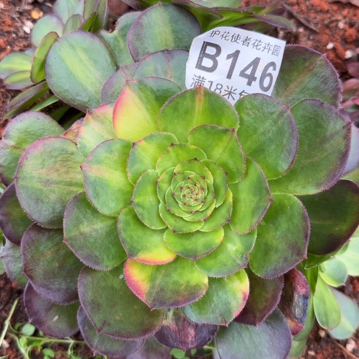 多肉法师淘宝福利