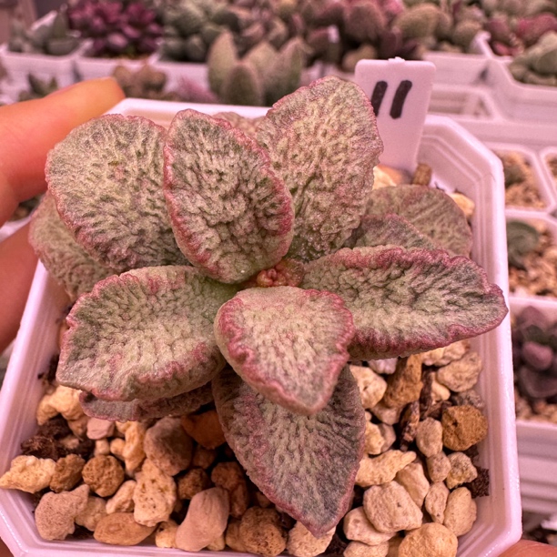 实生新品 七玄整株多肉水泡 一物一拍