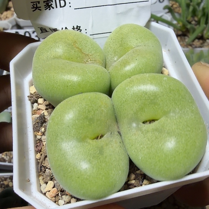 059。多肉植物的生长