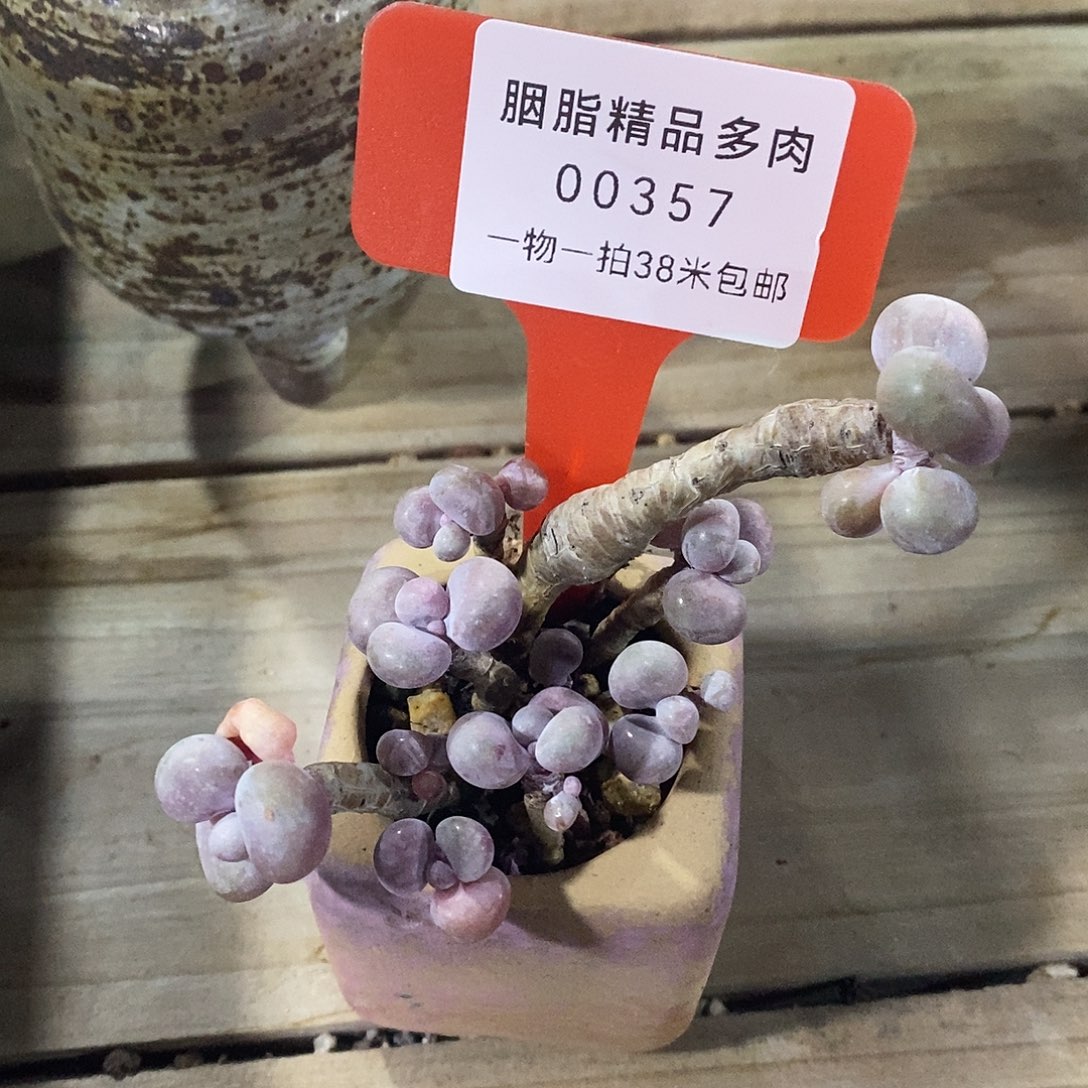 00357凹凸小秘测舞台蜗牛