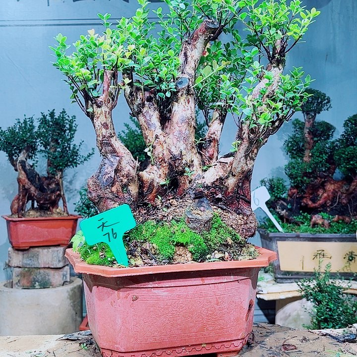 天***籁无花朵盆景赤楠花香