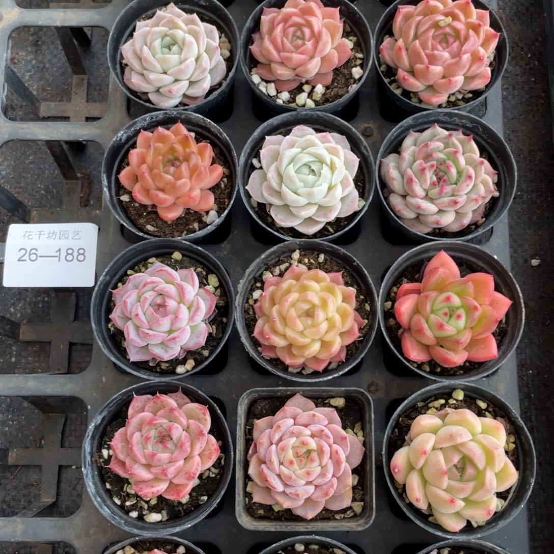 一物一拍18颗26-188