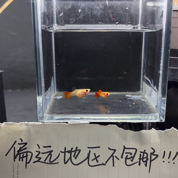 孔雀鱼银河琉璃一对