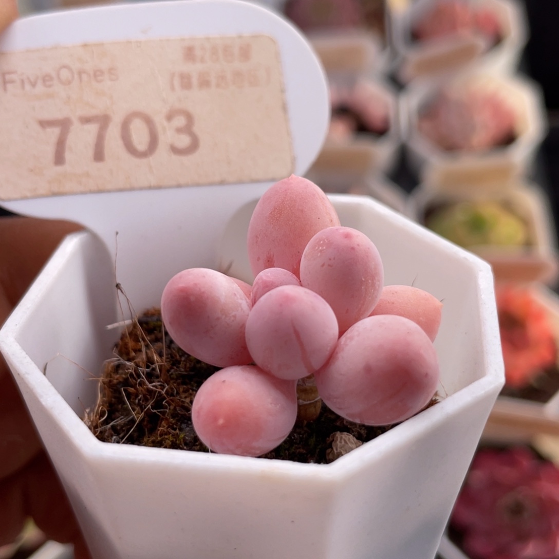 汤圆7703-3.0厘米