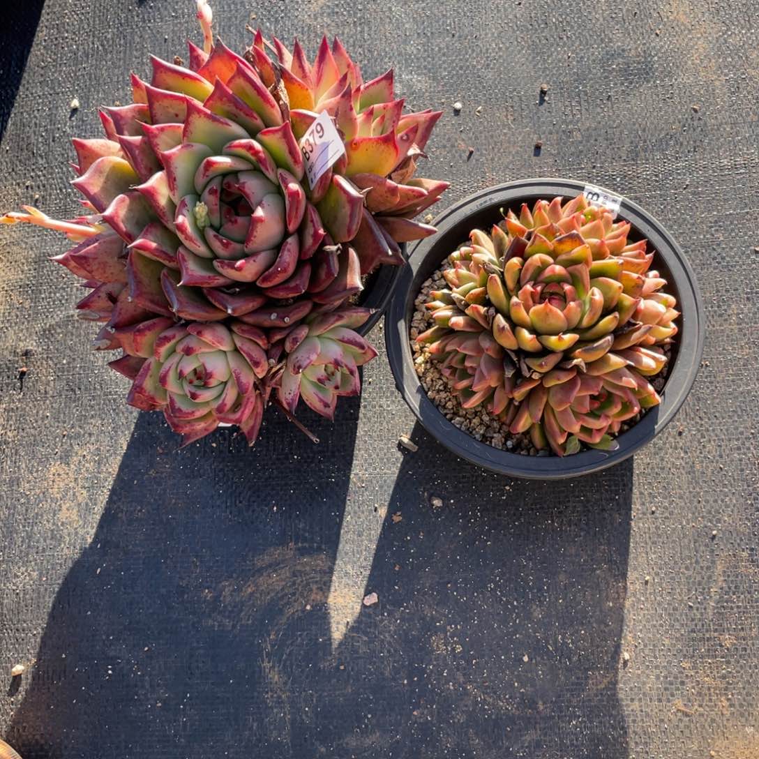 无花朵若如东云单拍B379