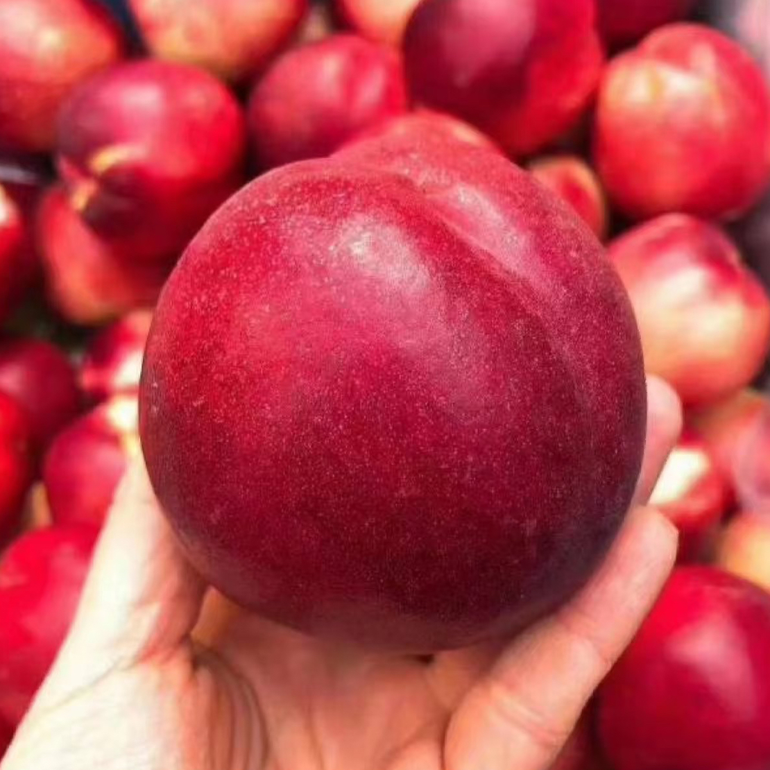 空运澳洲油桃三斤澳洲