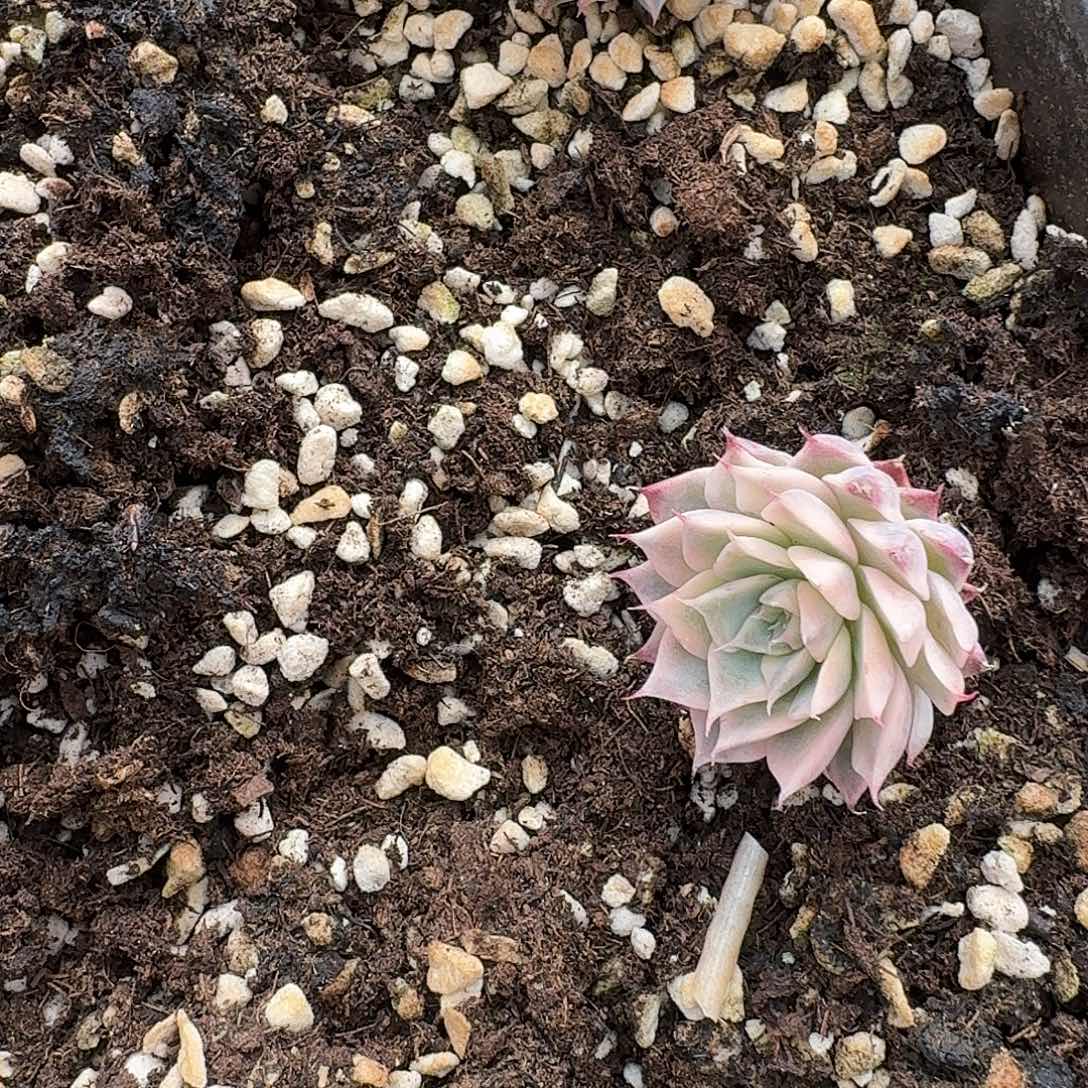 2-45原始海宾格瑞锦一颗量拍