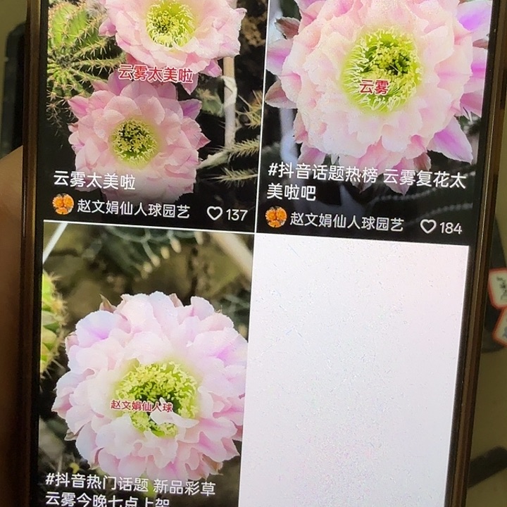 仙人球彩草侧芽歪云雾歪处理