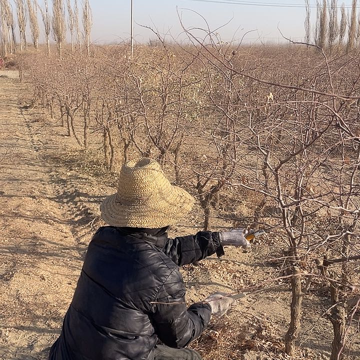 中国大陆和田大枣树七月鲜