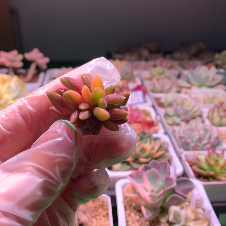 红象牙，锦哥多肉