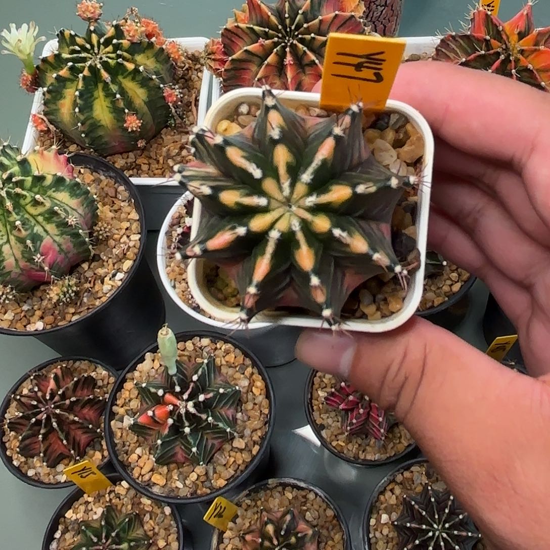 47-0925泰国发货多肉