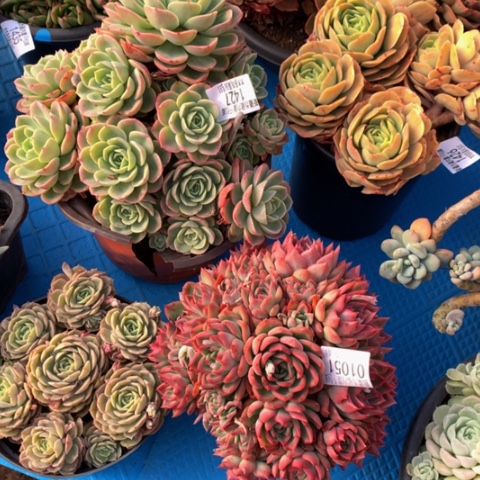 暖*1051佛洛瑞安娜多肉