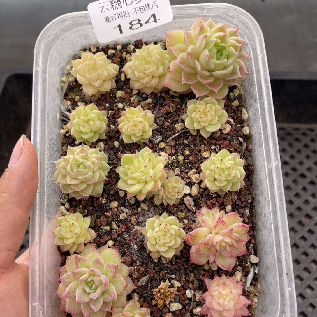 云糖心多肉植物184