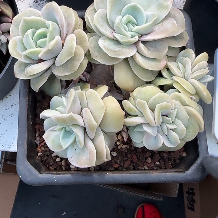 青蛙王子儿童牙膏11