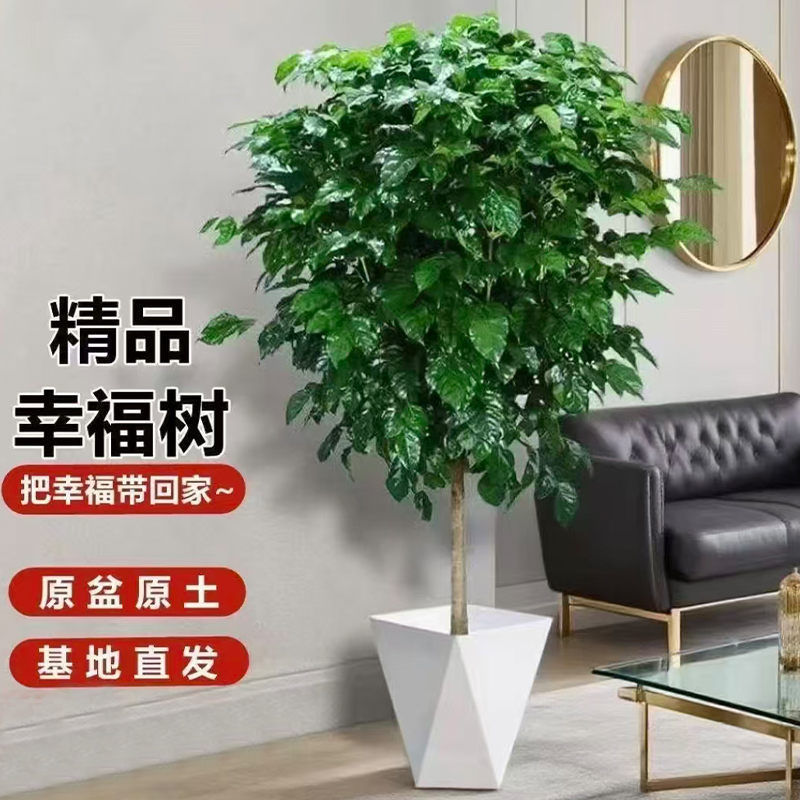 白色菱形盆独杆幸福树老桩四季常青客厅办公室室内网红绿植