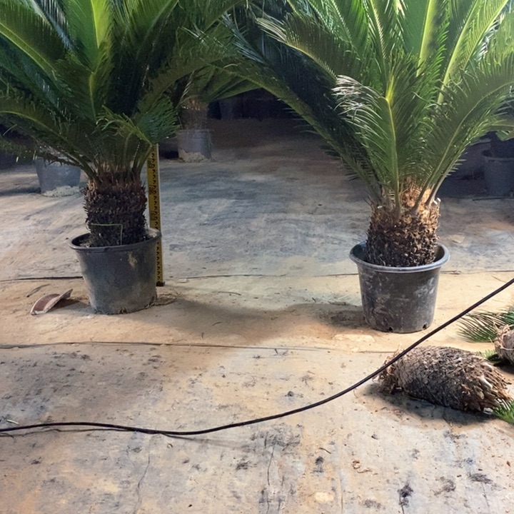 大部分花苞少量开放