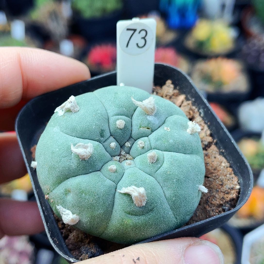 非偏远地区满25包邮仙人球