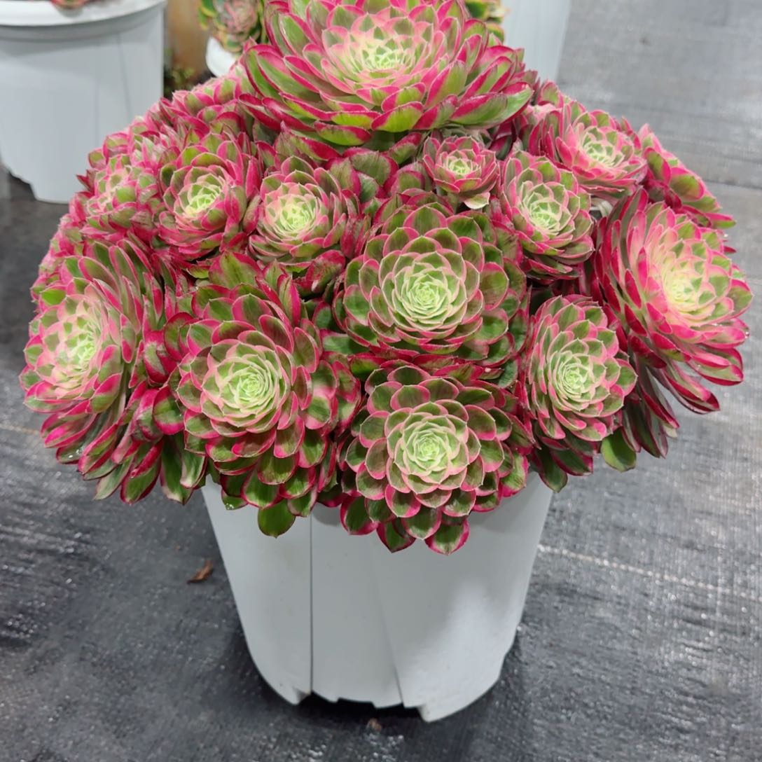 宁**远多肉植物发货发货