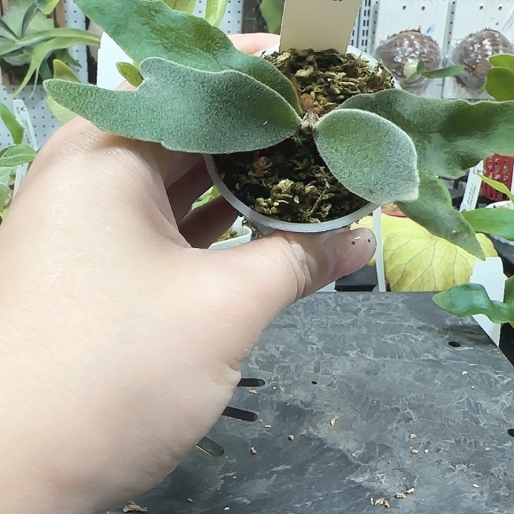 Omg鹿角蕨666666666