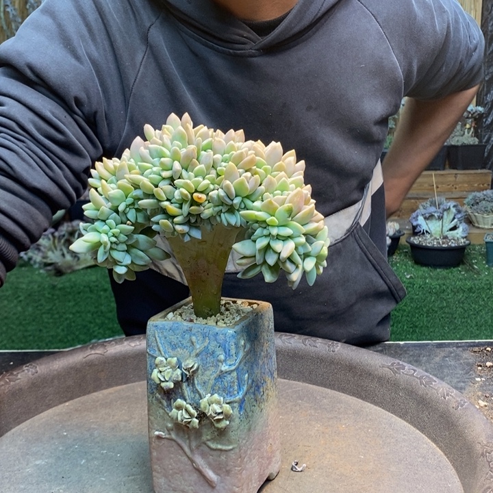 小***涵759号淡雪多肉植物