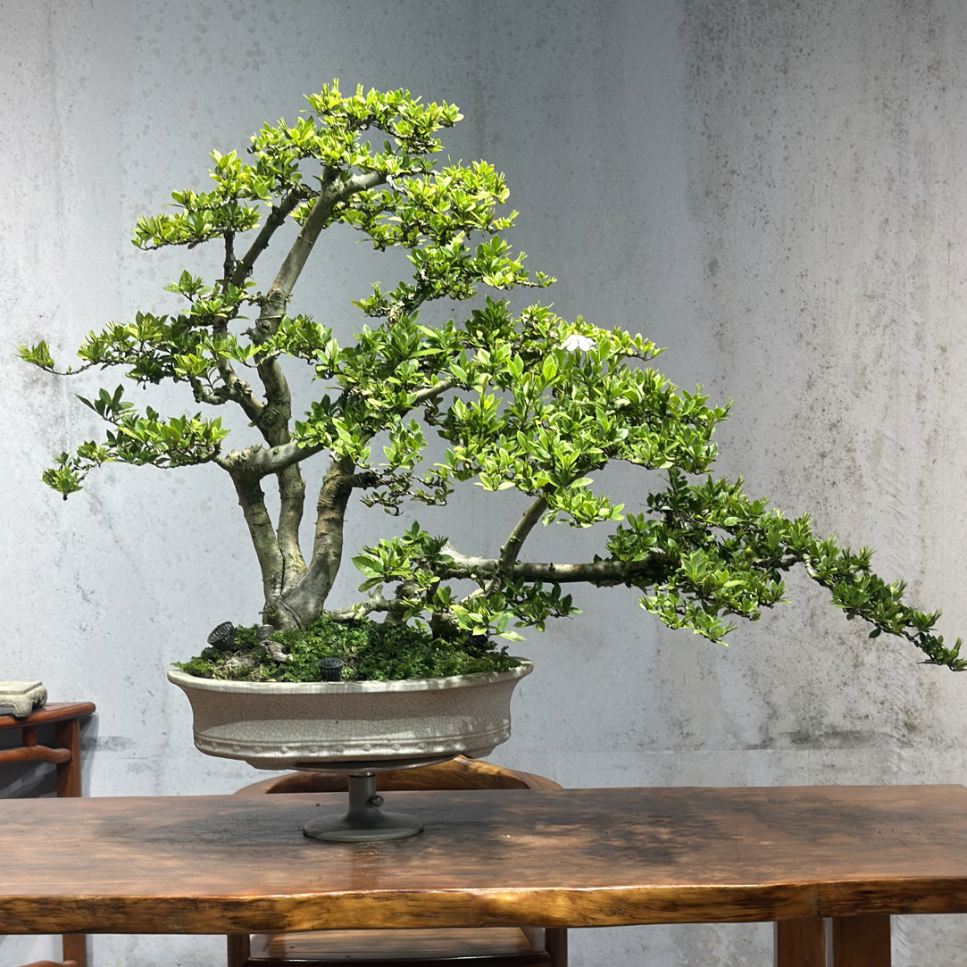 【遇繁花盆景】精品年功栀子花盆景