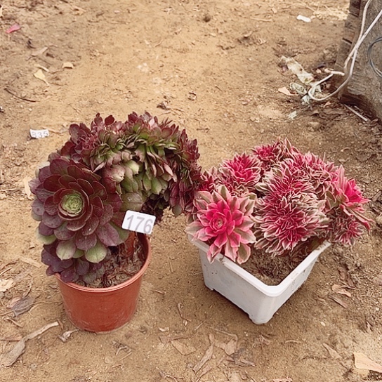 176粉女巫朵缀和万圣节缀化老桩