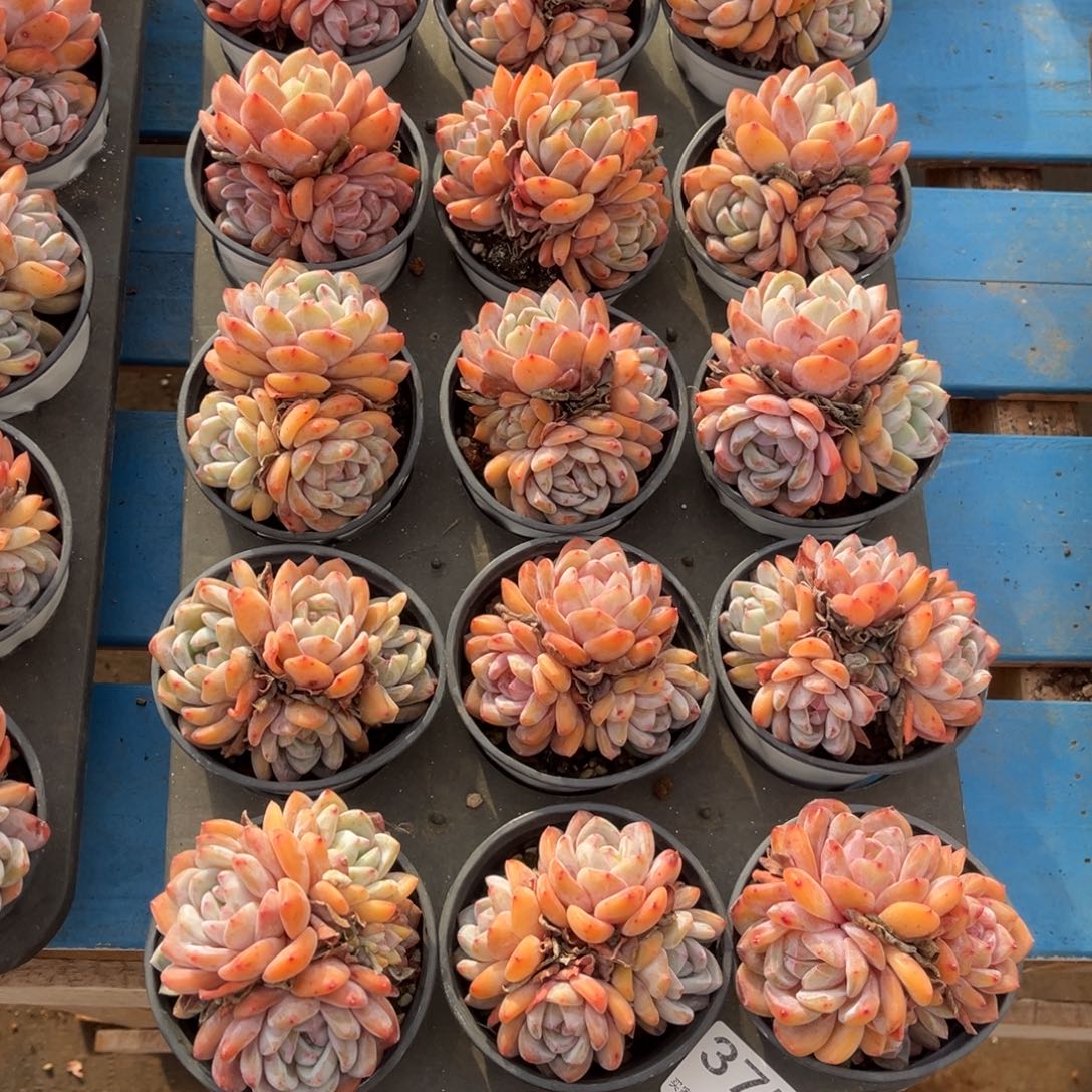 375号新疆西藏内蒙古不包邮