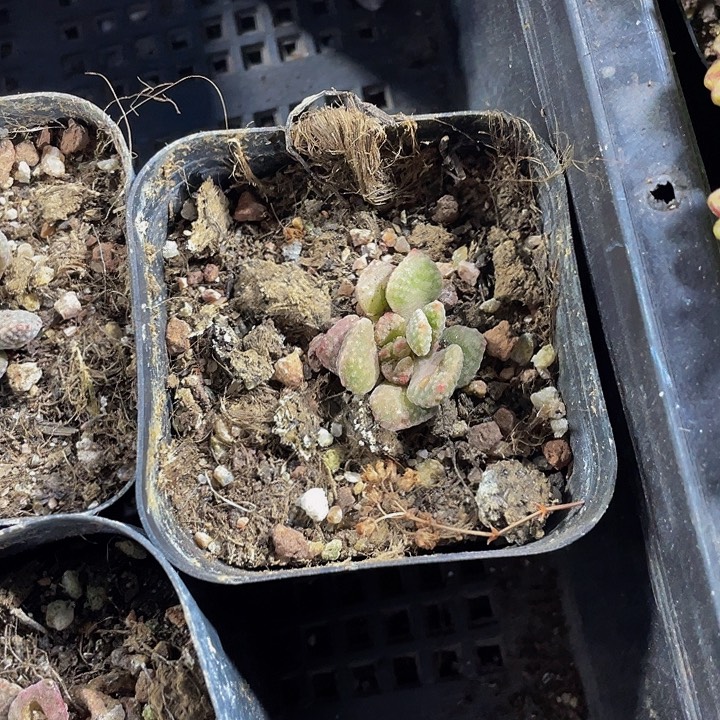 火星兔子带盆土发