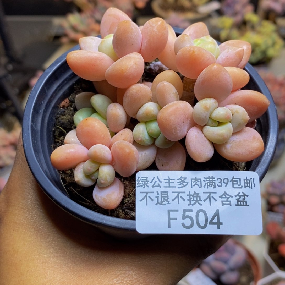 504橘子香水多肉6cm