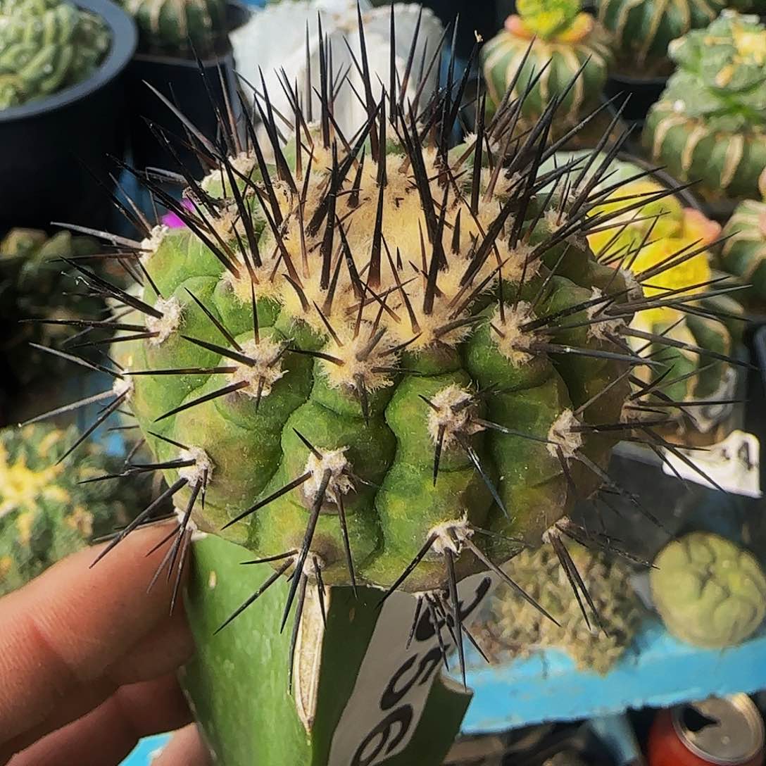 黑王356仙人球开花