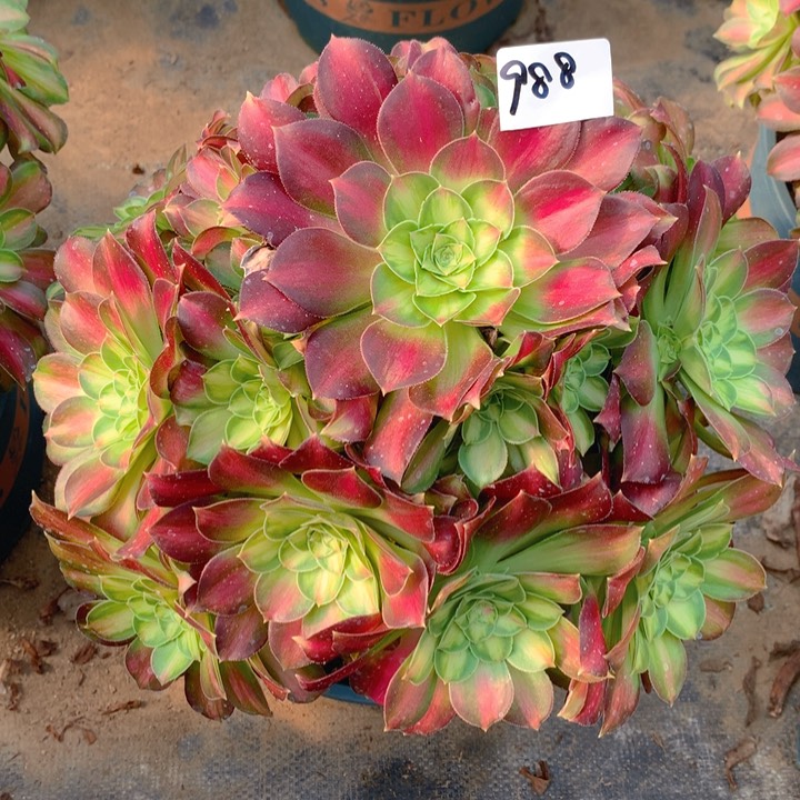 988韶华花捧花朵朵