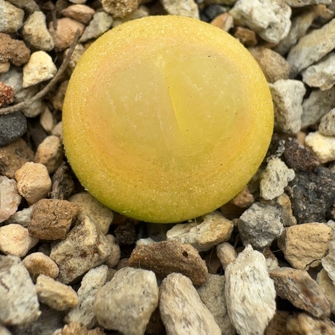 浅粉拉登一颗尺寸1.5