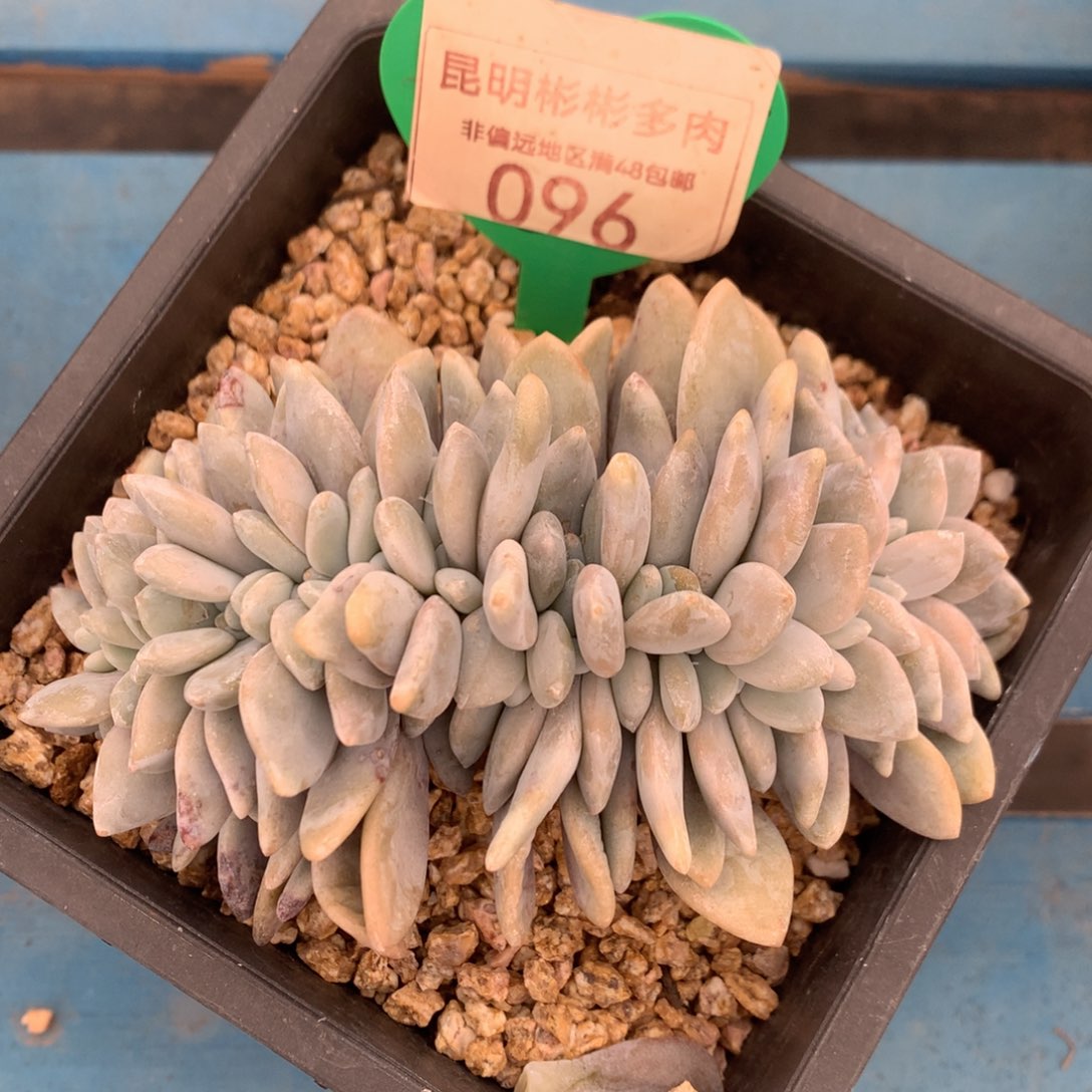 粉兔缀化一物一拍096