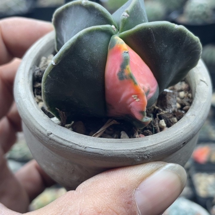 实生鸾凤玉锦一颗包邮