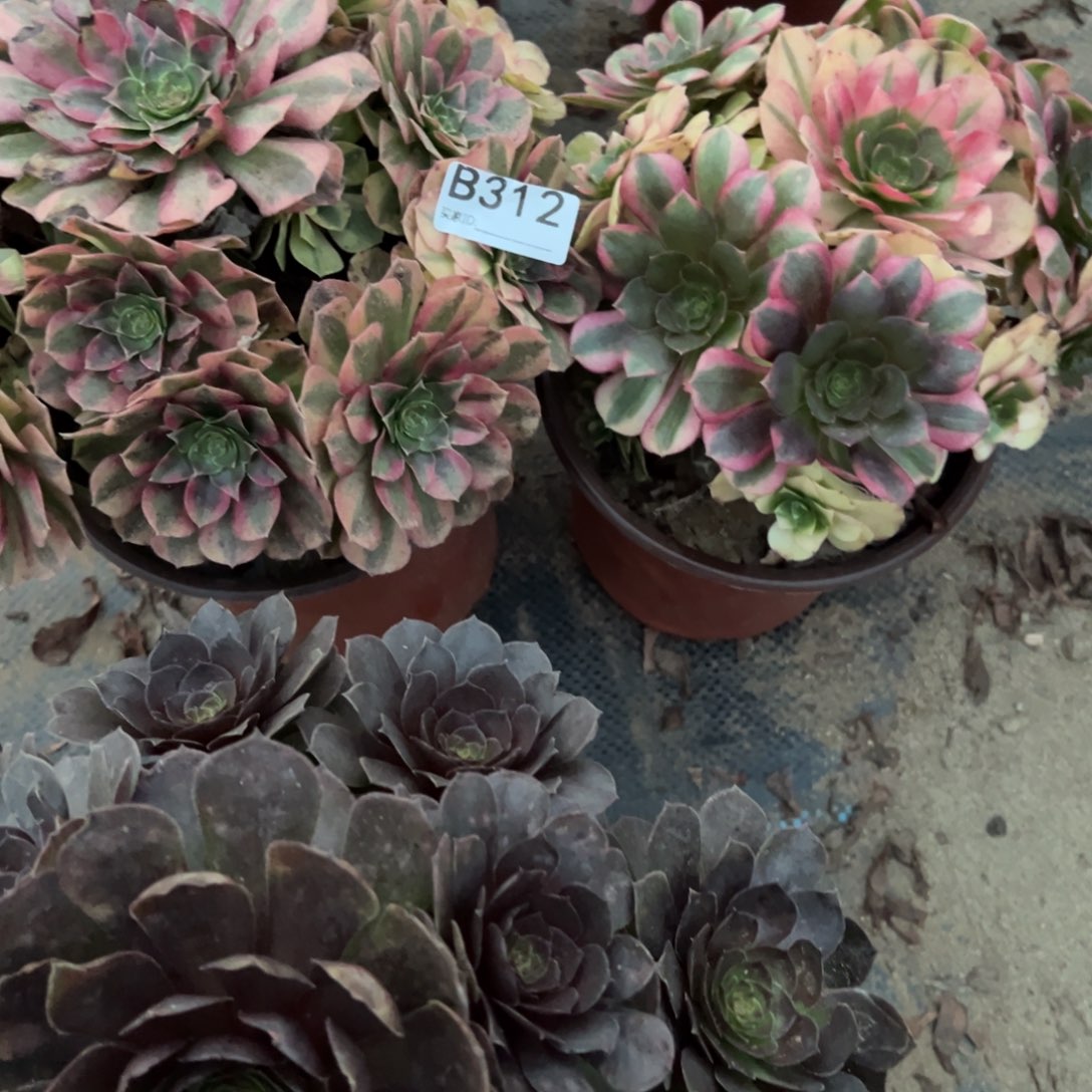 用***3312两颗组合多肉植物法师