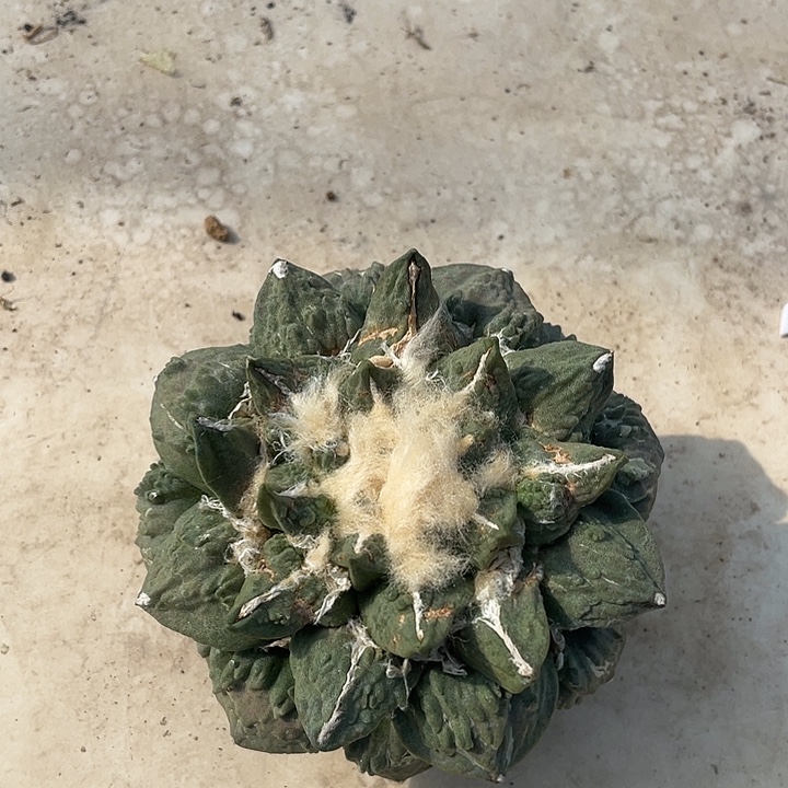 特价自根龙牙杂怒涛牡丹