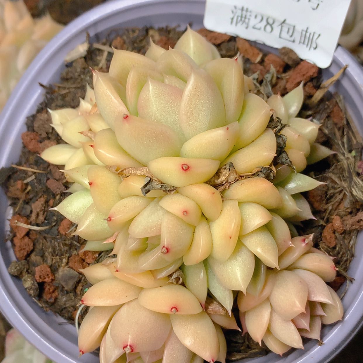 【闪购商品】云2082