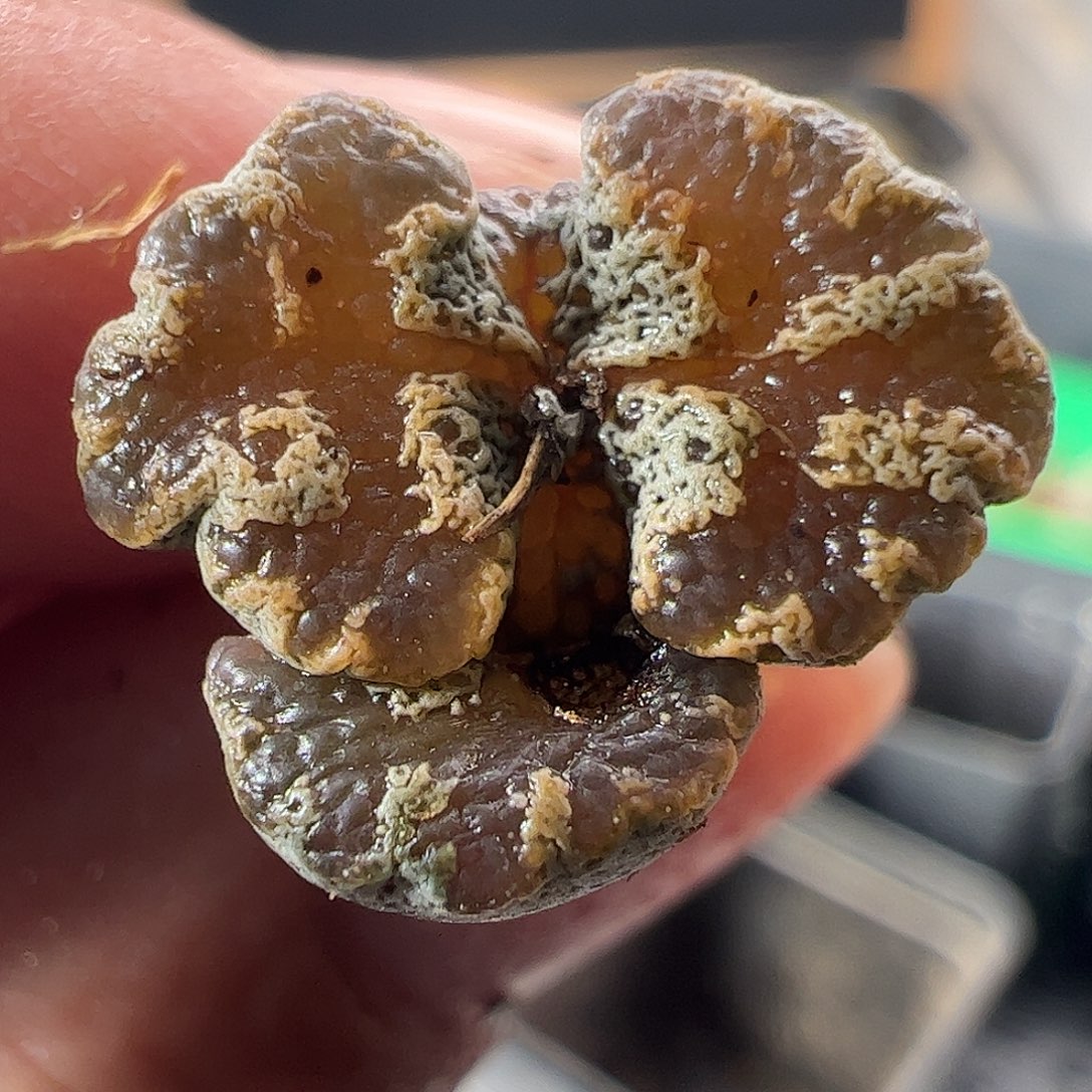 一物一拍。        665