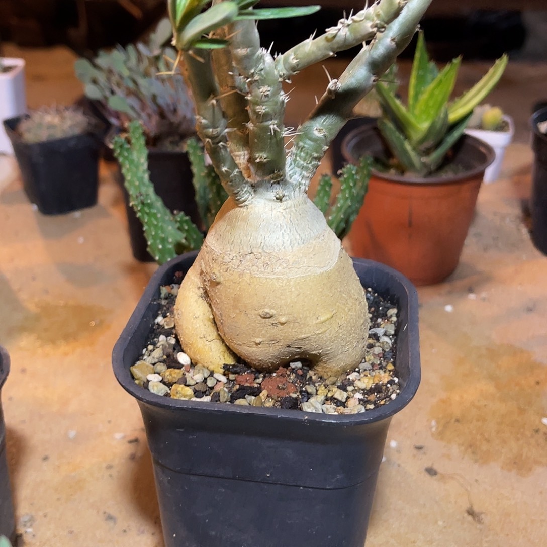 实生双刺瓶干块根脱土发