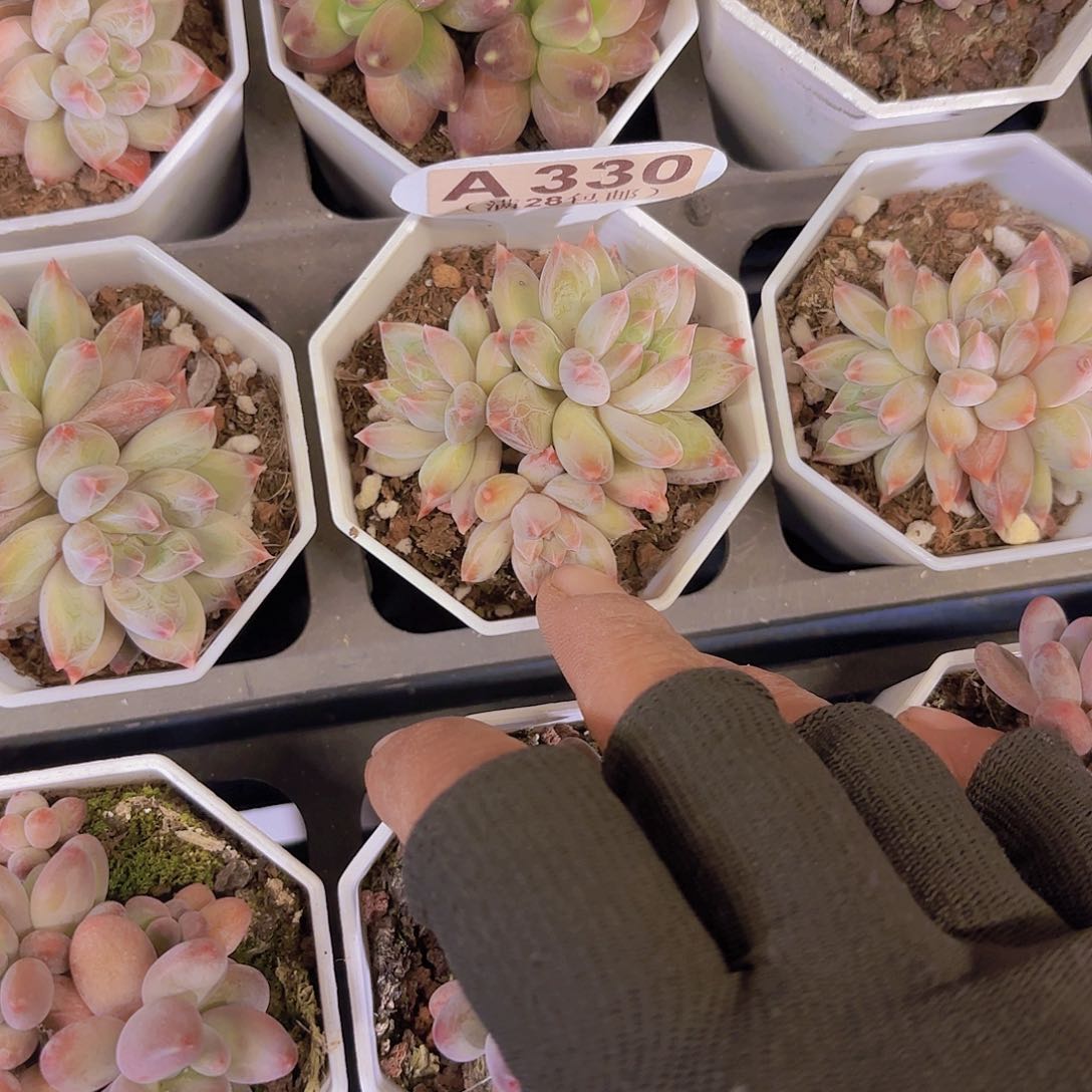 A330星空美人一物一拍