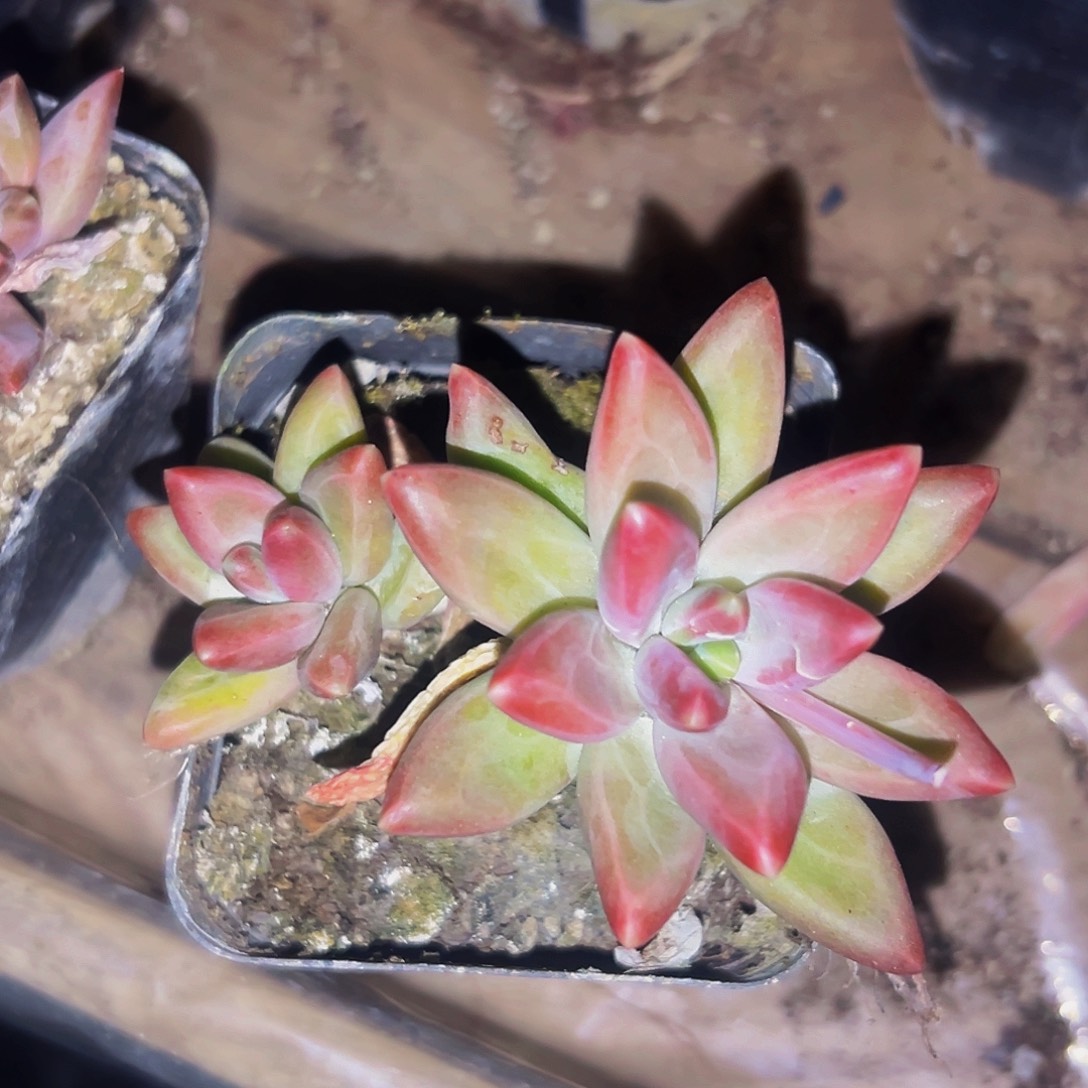 桔云多肉美人精品系列