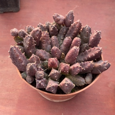 红瓣犀牛角9仙人球