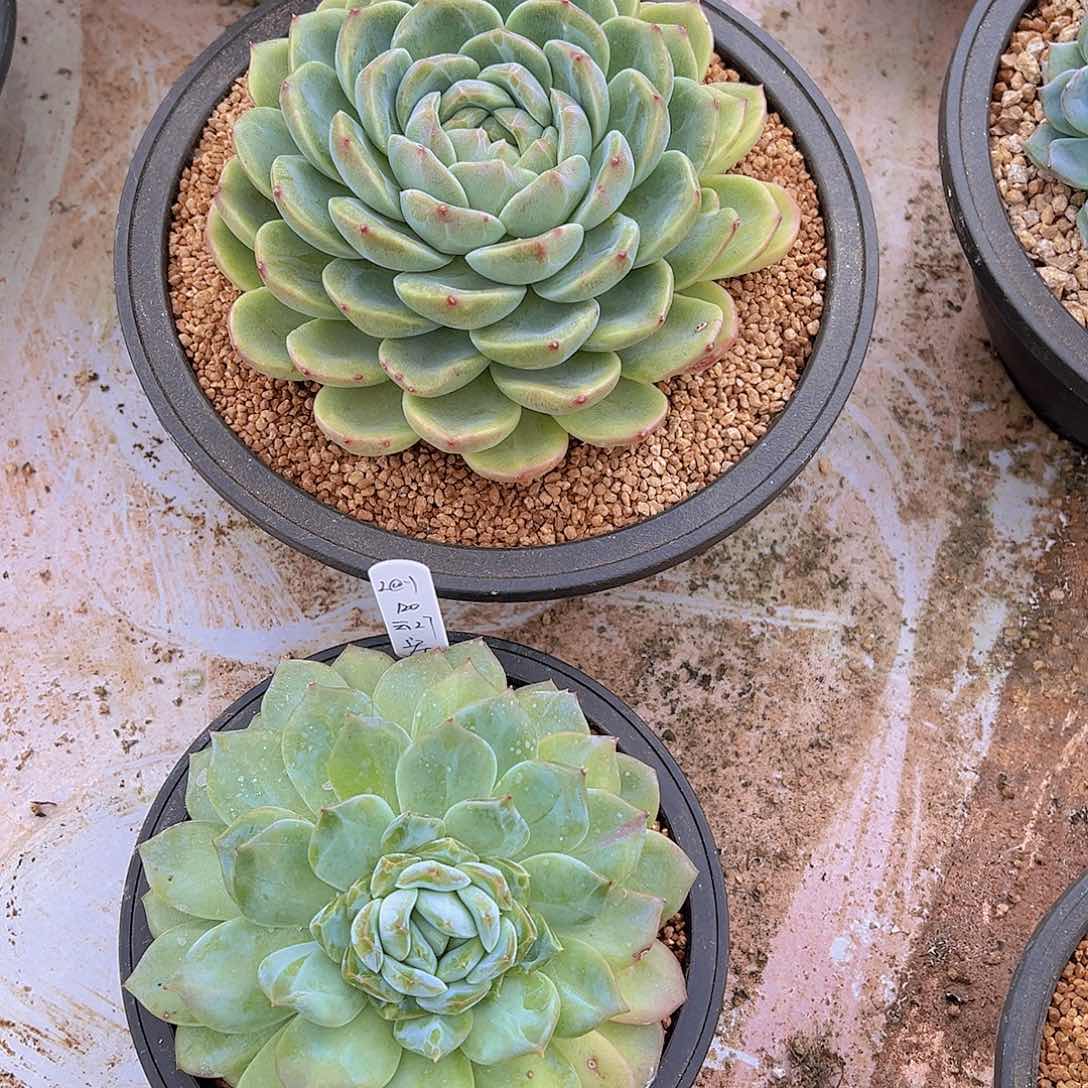 ?***?多肉植物，新品植物