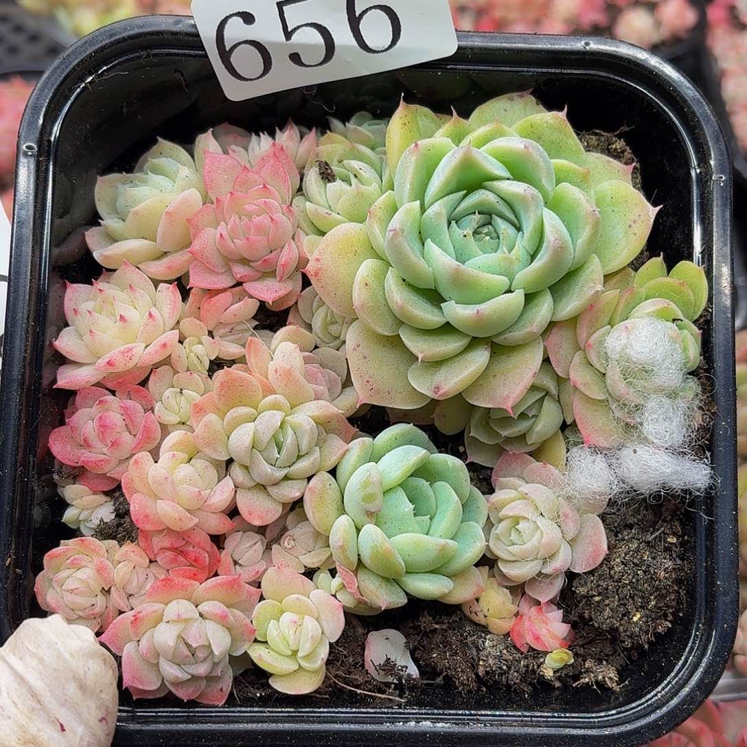 多肉植物多肉植物656