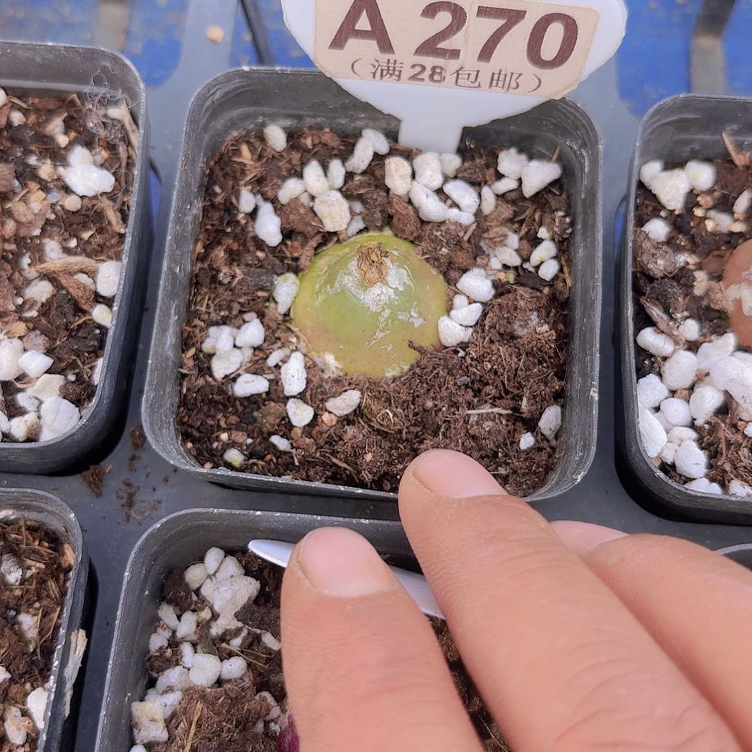 A270灯泡一物一拍