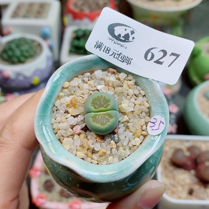 生石花花花花花花627